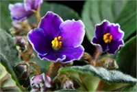 Violeta Africana