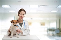 Clinicile veterinare din Chișinău. Prezentare